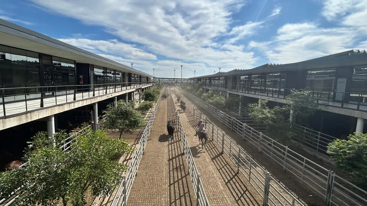 Vacunos: cierre de semana con menor oferta y valores con alzas en el Mercado Agroganadero de Cañuelas