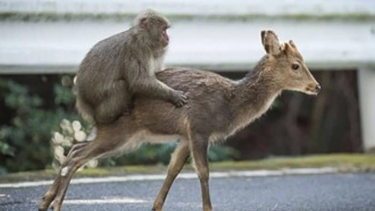 Un mono se hace amigo de un perro, un ciervo y un cerdo y eso dice mucho de por qué tenemos mascotas