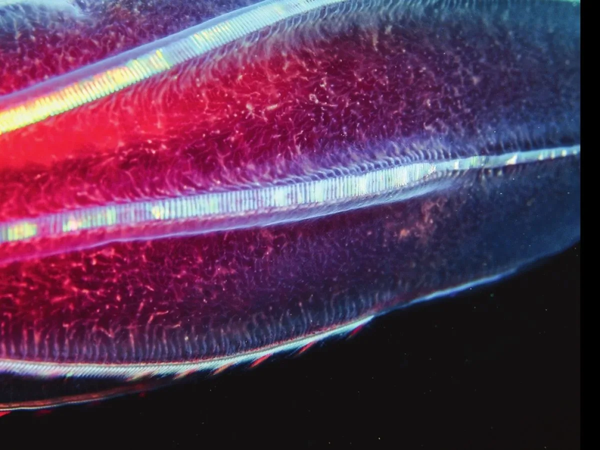 De la lumière au cœur des abysses