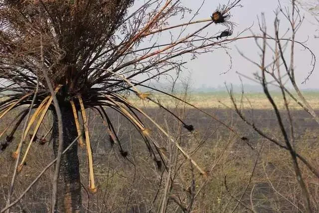 Seca recua em Mato Grosso do Sul e passa a atingir 23% do território