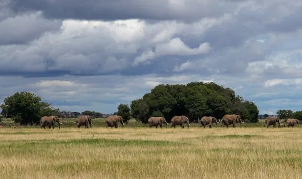 Kenya arrests four over 18 elephant deaths in Amboseli