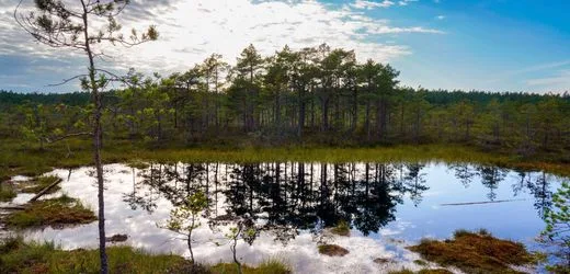 Uno-Biodiversitätskonferenz COP17: Was dem Klima hilft, darf der Natur nicht schaden