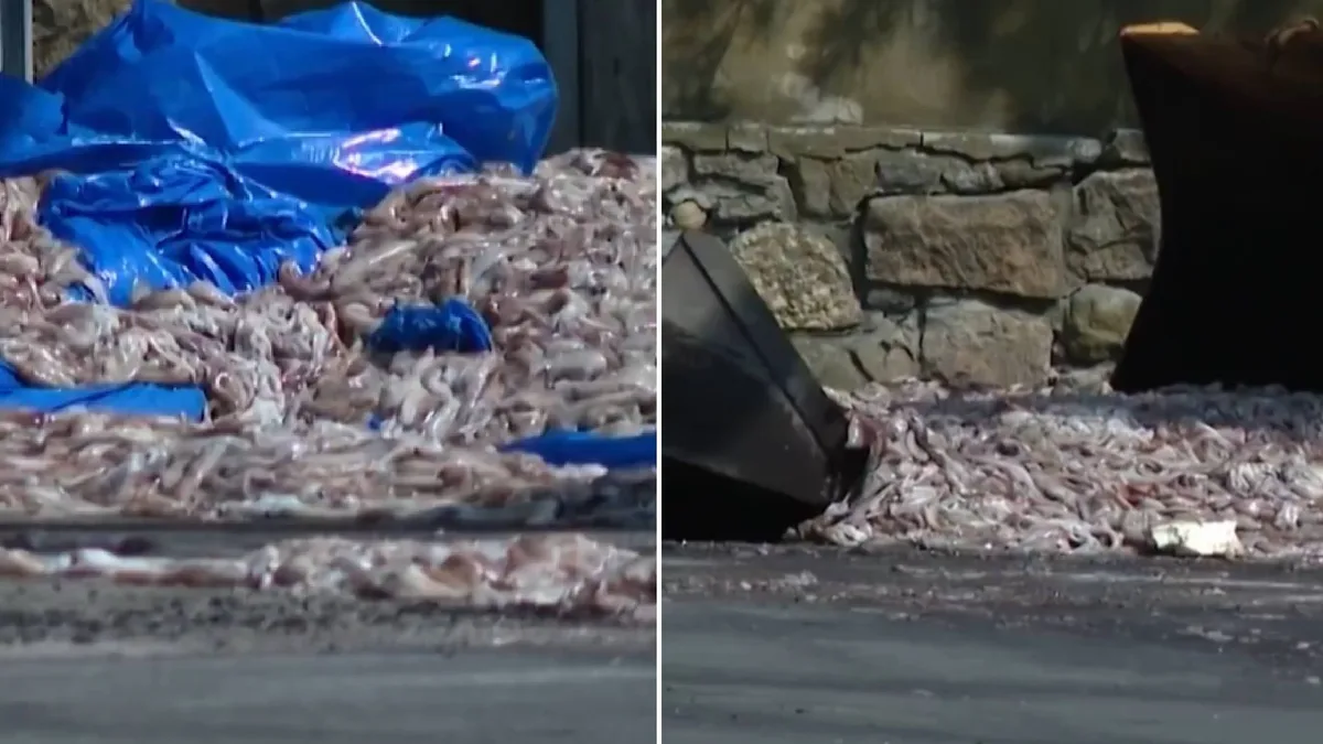 Más de 20 toneladas de calamar derramadas bloquean una carretera en Rhode Island