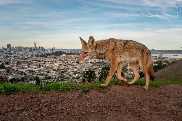 Wildlife Photographer of the Year named - see the 19 winning images