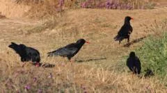 RSPB reports record-breaking chough numbers