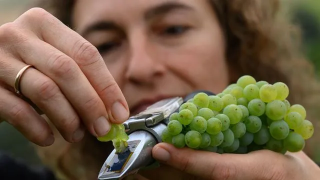 Experten begutachten Flächen: Winzervereinigung prüft Qualität vor Beginn der Weinlese