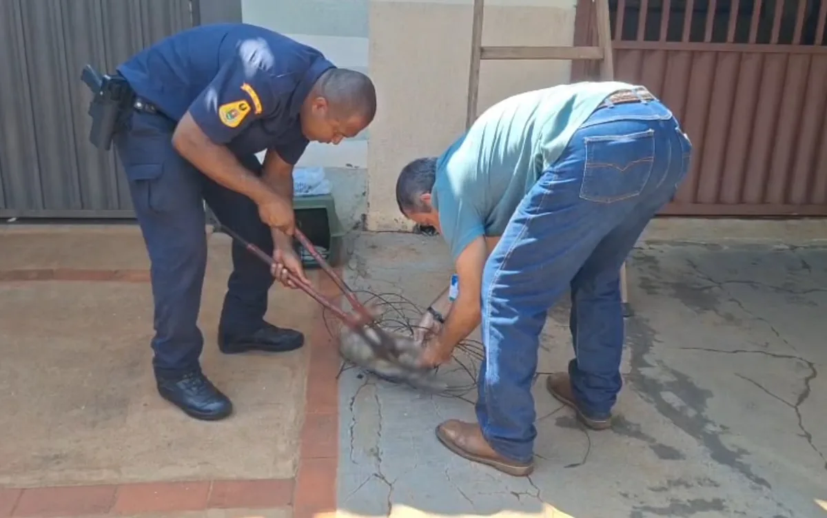 Gato é resgatado após ficar preso em cerca elétrica em Guaíra, SP; VÍDEO