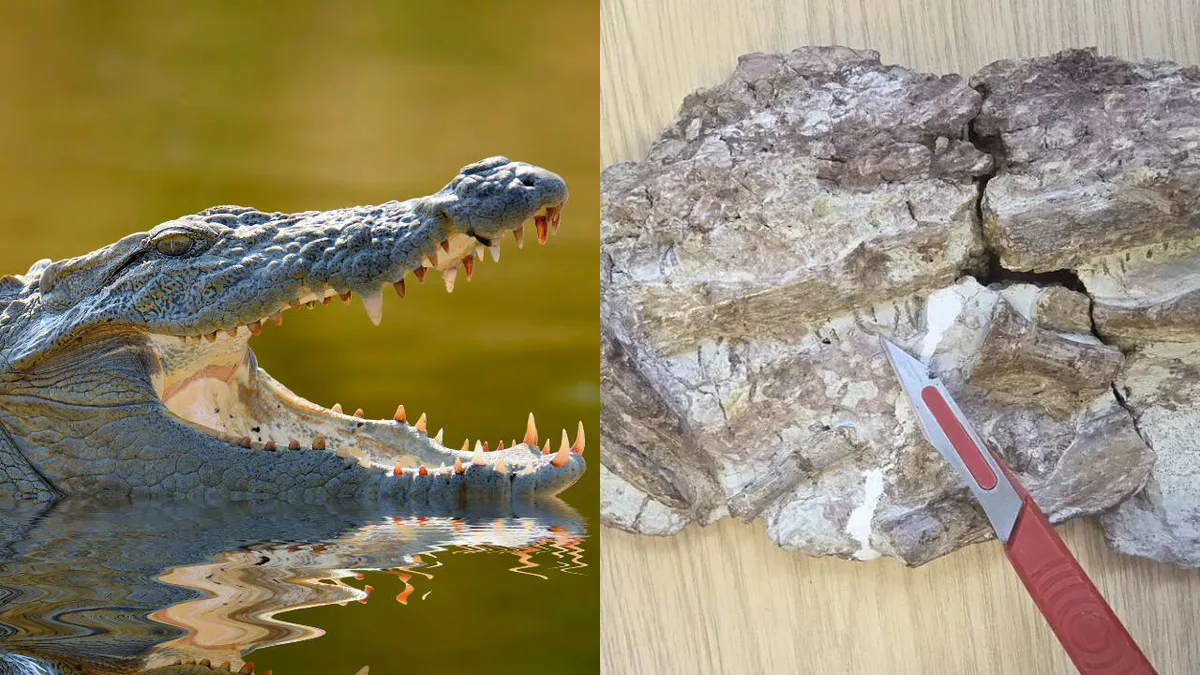 Scientists find 170-million-year-old crocodile relative with needle-thin teeth