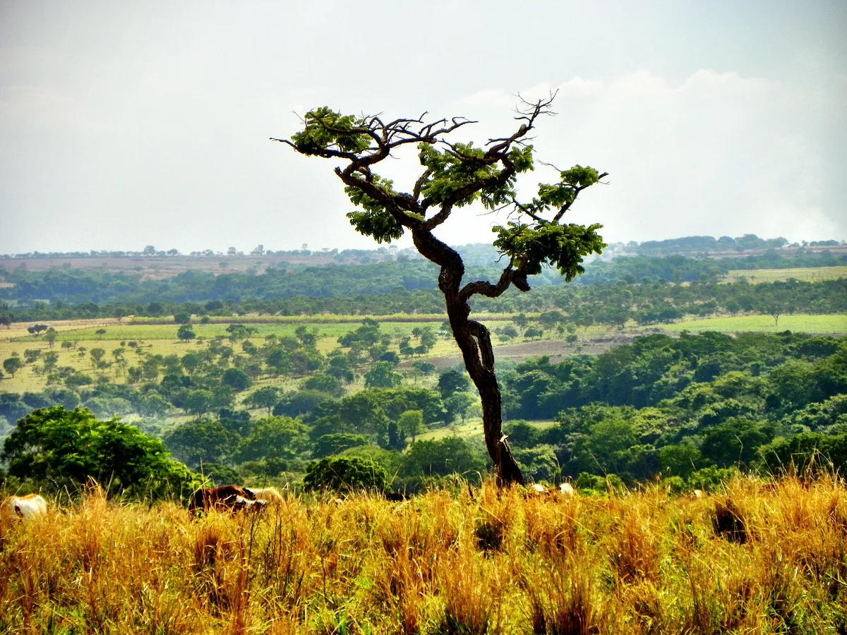 Clima, solo e manejo influenciam no armazenamento de carbono no Cerrado, mostra estudo
