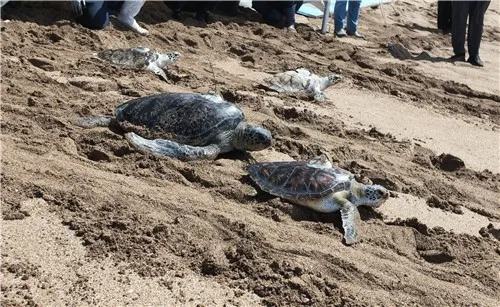 바다거북 11마리 자연 품으로…제주 바다에 방류