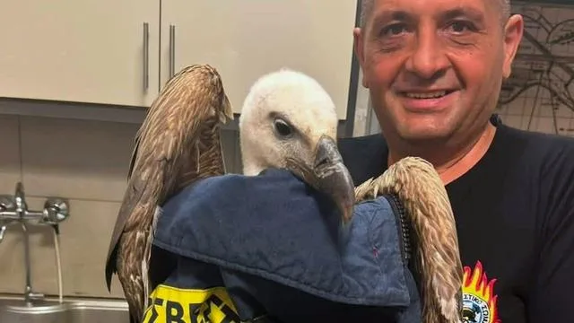 Tiere: Gänsegeier hindert Kreta-Flieger am Abheben
