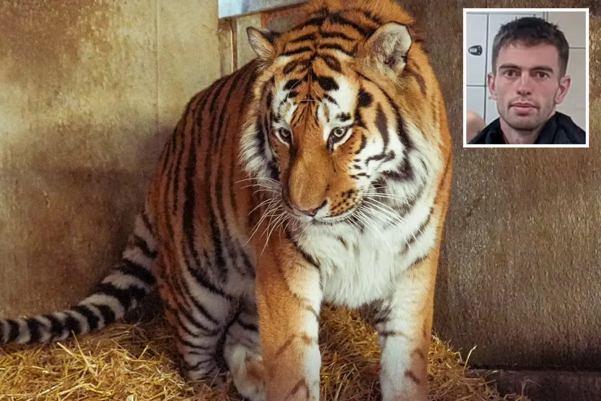 What happened in the Yorkshire tiger attack? Inquest shares cause of death from post-mortem
