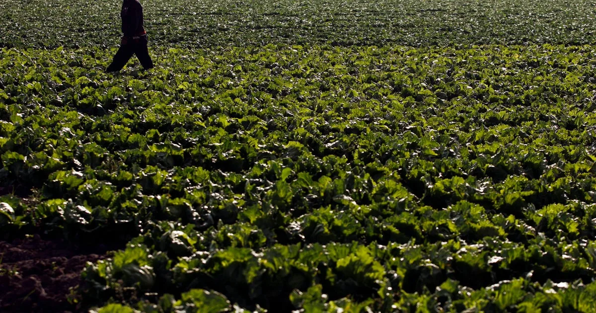 Farm linked to cyclosporaisis outbreak went years without FDA inspection