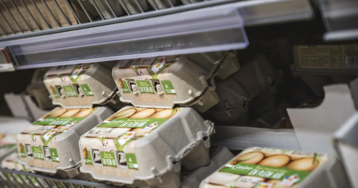 Consommation. Après la mort de 700 000 poules pondeuses, faut-il craindre une pénurie d’œufs ?