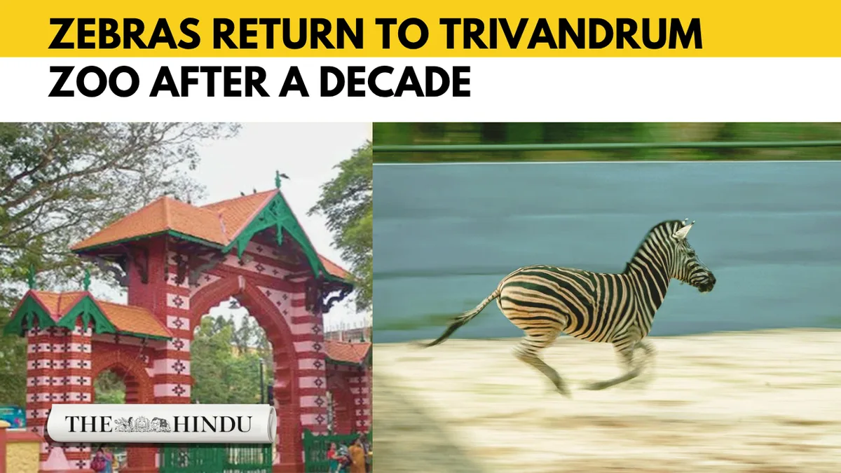 Zebras return to Thiruvananthapuram zoo after a decade