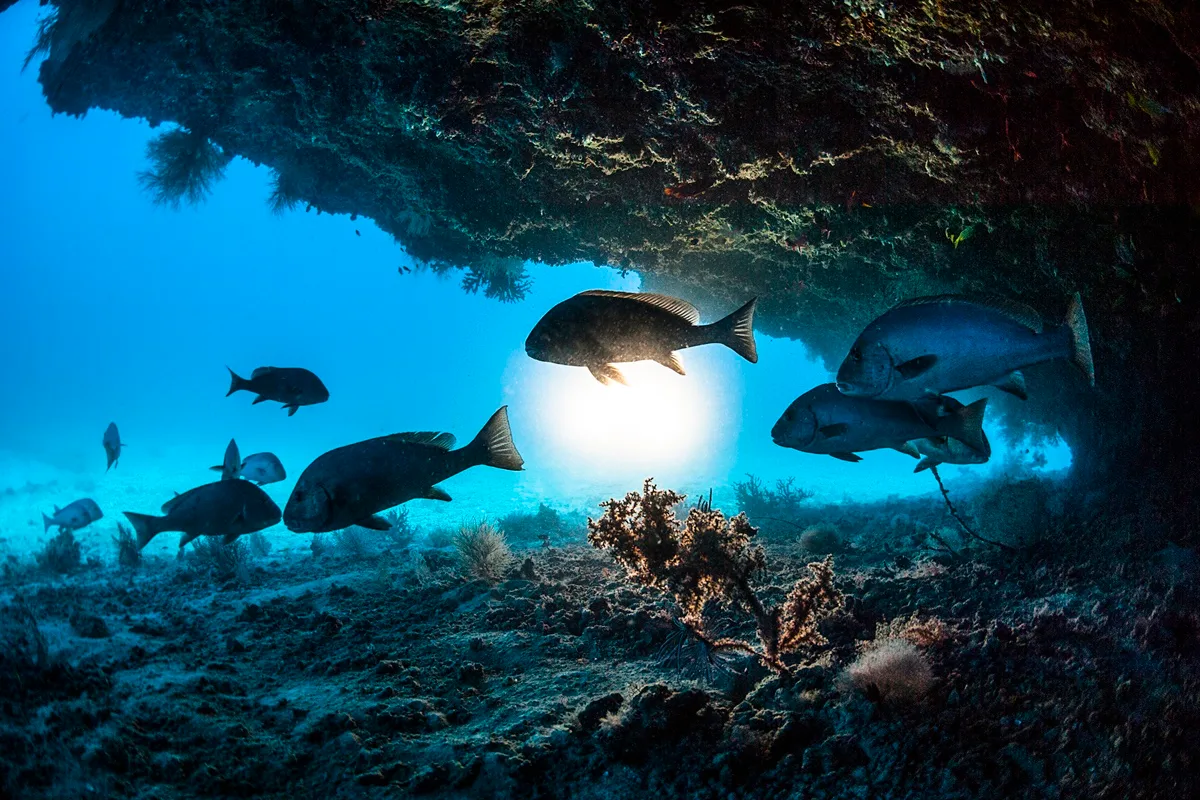 Memória de peixe: animais são capazes de aprender, dizem especialistas