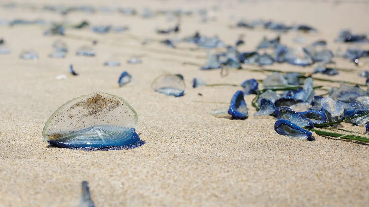 Auf Sylt! - Tropen-Quallen erstmals in Deutschland gestrandet