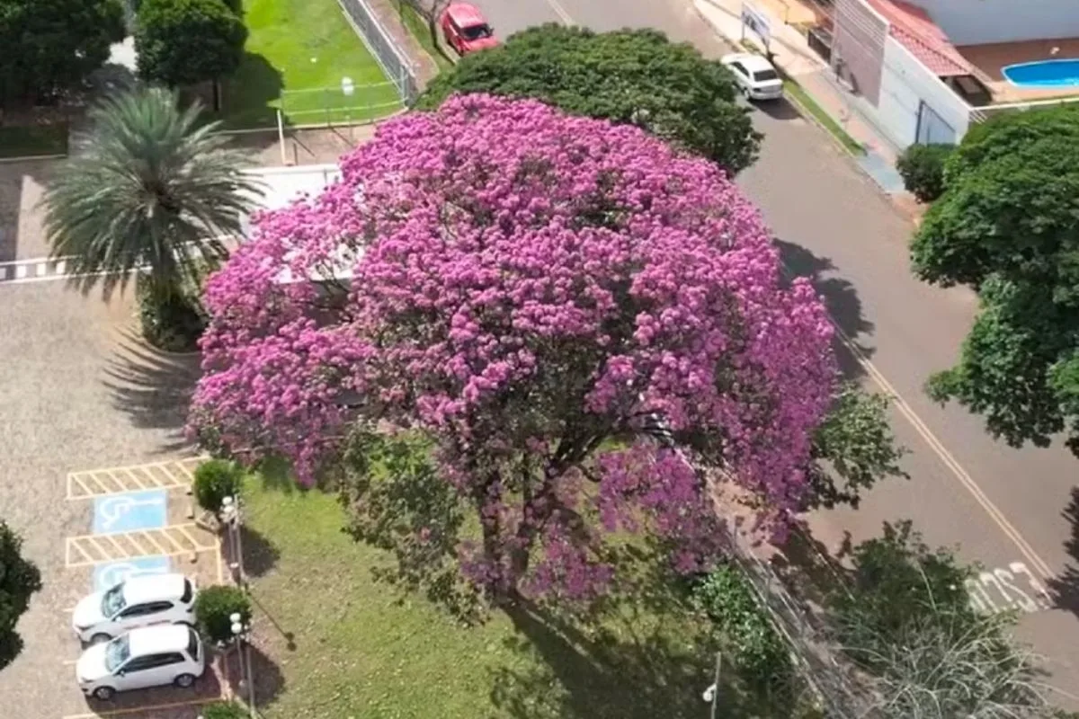 Ipês florescem e colorem ruas e estradas durante a seca no Pantanal de MS