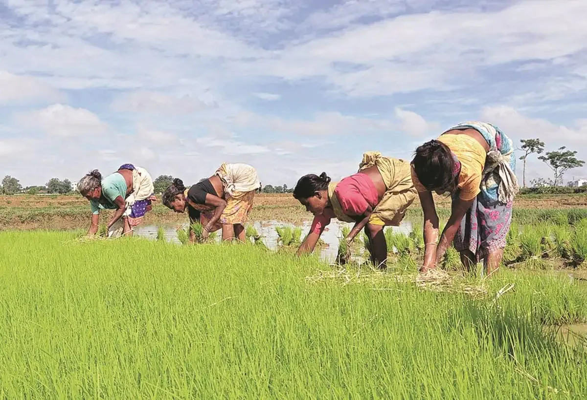 Kharif sowing almost ends with acreage 1.7% lower than last year