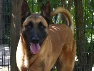 Pour ce croisé malinois arrivé au refuge il y a deux ans, le temps paraît long dans son box