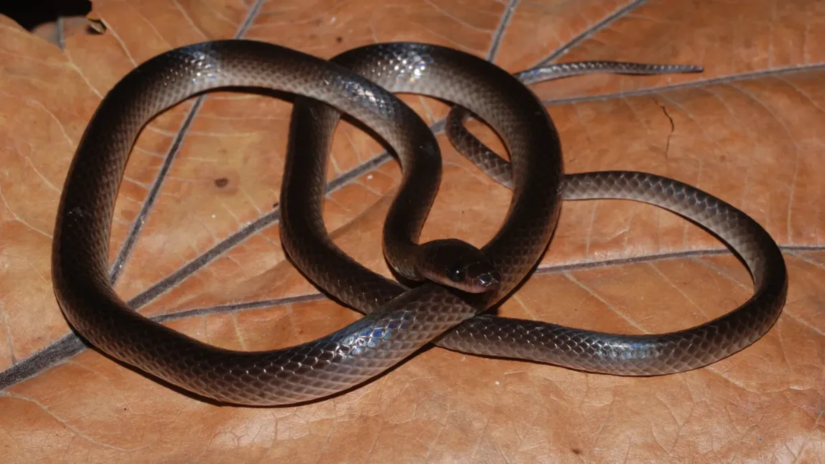 New snake species named after Guns N’ Roses guitarist Slash; here’s why scientists chose him