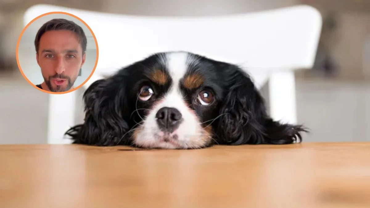 Un experto veterinario explica la comunicación referencial de tu perro: “Te usa literalmente como una base de seguridad”