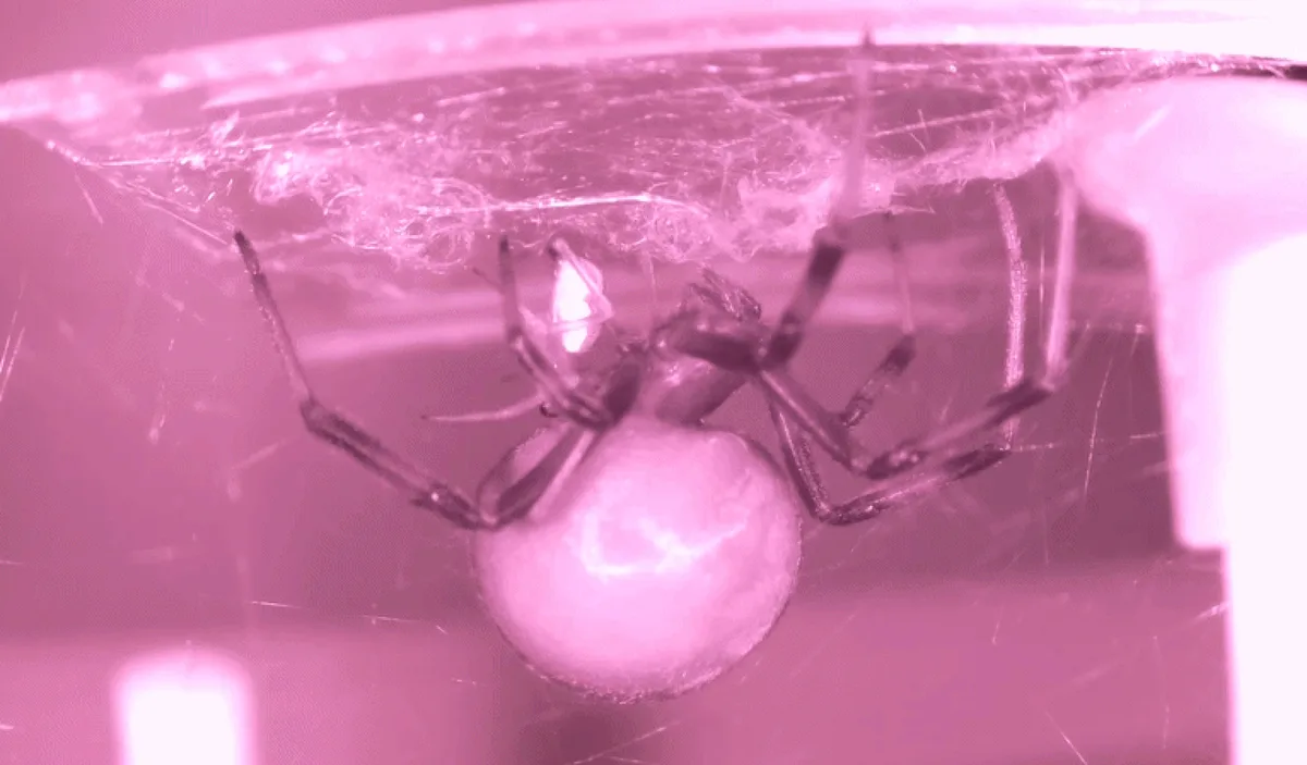 Genetics triggers male black widows to blackflip into death, study finds