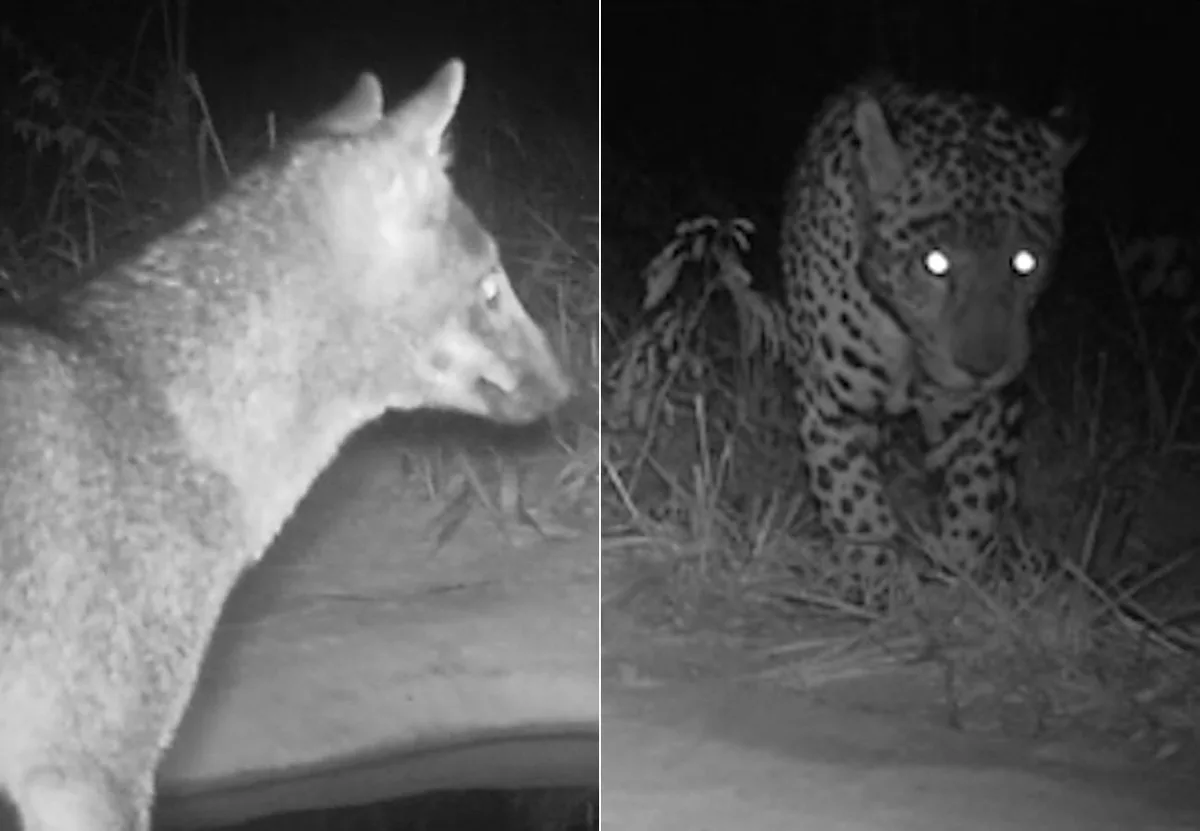 Como funcionam os bebedouros que atraem onças-pintadas, lobo-guará e outros animais do cerrado no TO