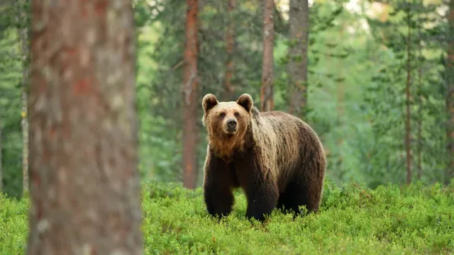 Homem morre após ser atacado por urso na Sibéria
