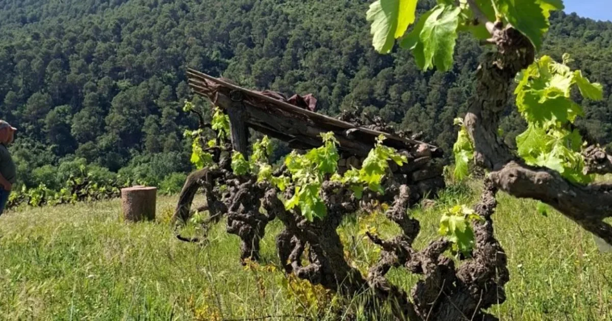 La bodega catalana que apuesta por volver a los orígenes del vino ancestral: “En los años 80 y 90 nos creíamos que las variedades foráneas eran mejores que las autóctonas"