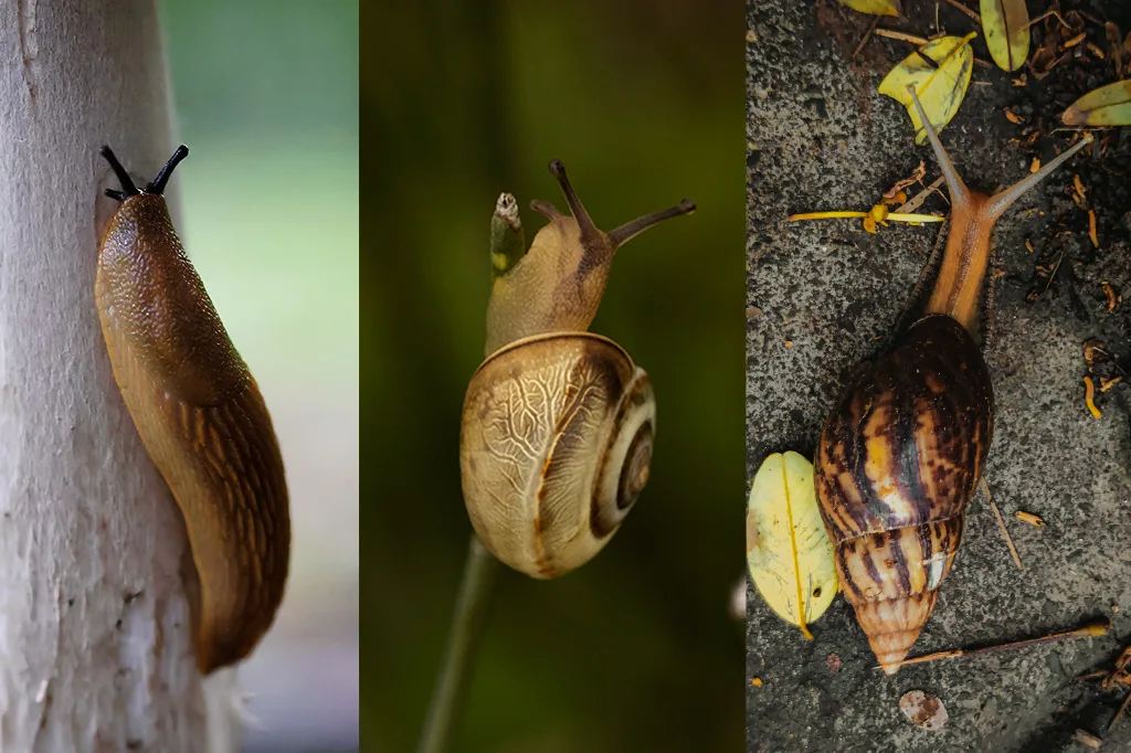 Qual a diferença entre lesma, caracol e caramujo?