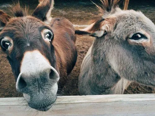 Limpopo TikTokker hit with animal cruelty conviction after viral slapping donkey video