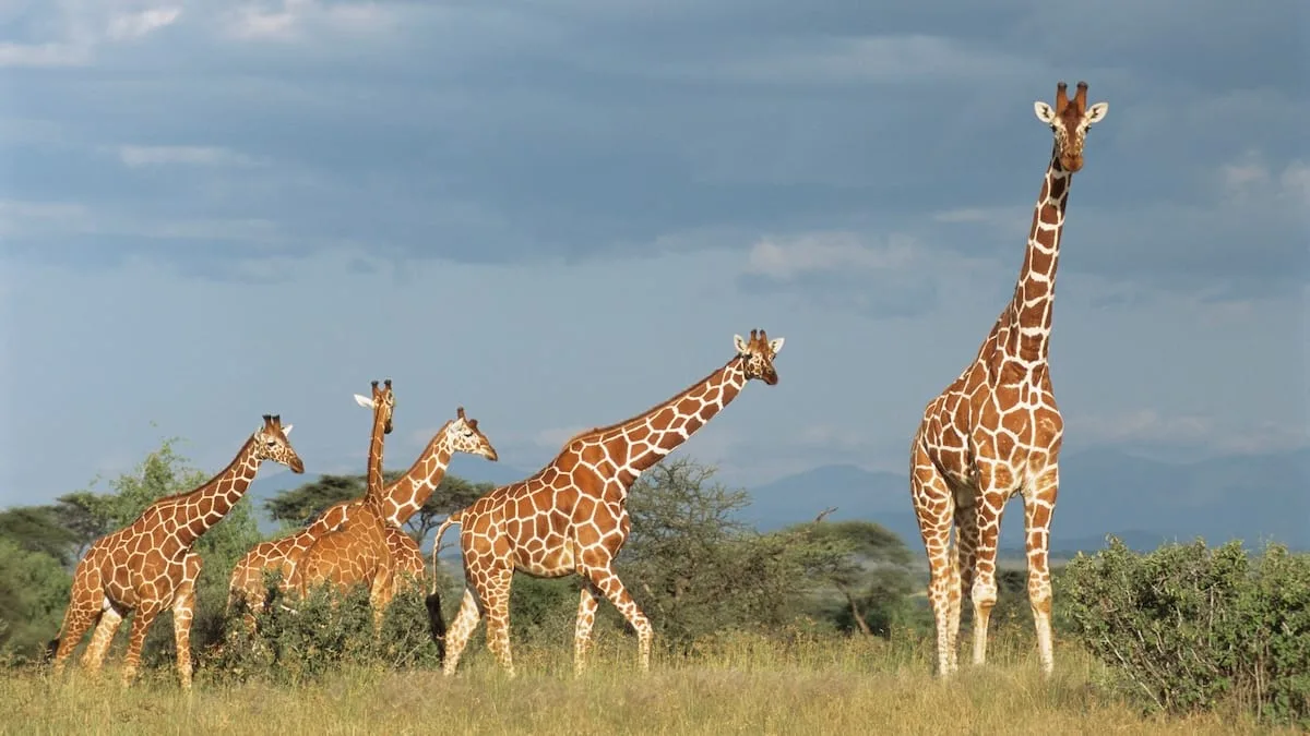 Donnerwetter in der Savanne - Können Giraffen vom Blitz getroffen werden?