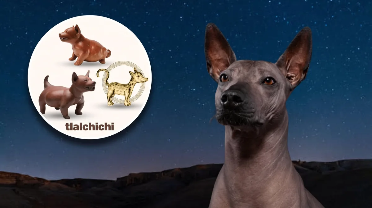 El origen de los ‘Perros Guía al Mictlán’: qué razas acompañaban el viaje de los muertos antes del Xoloitzcuintle