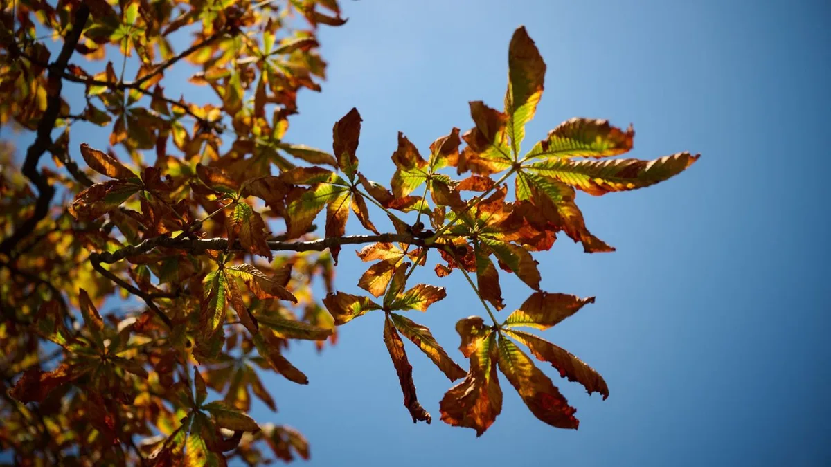 Wetter: Freitag noch freundlich, dann wird es herbstlich