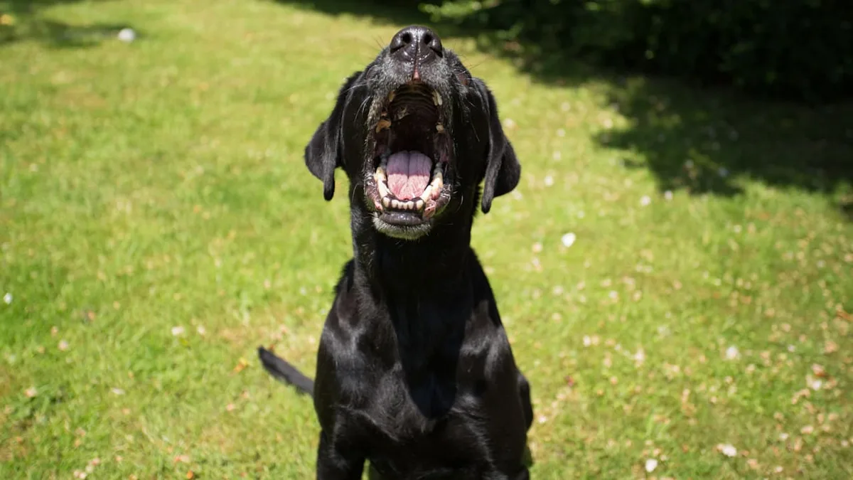 Nachbarschaftsstreit - Wann Hundegebell zur Lärmbelästigung wird