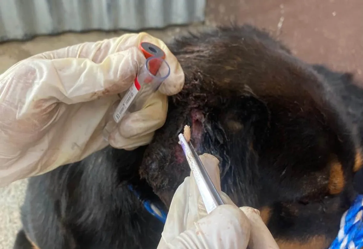 La emergencia por el gusano barrenador en Guatemala y el giro sanitario en los hogares a través de las mascotas