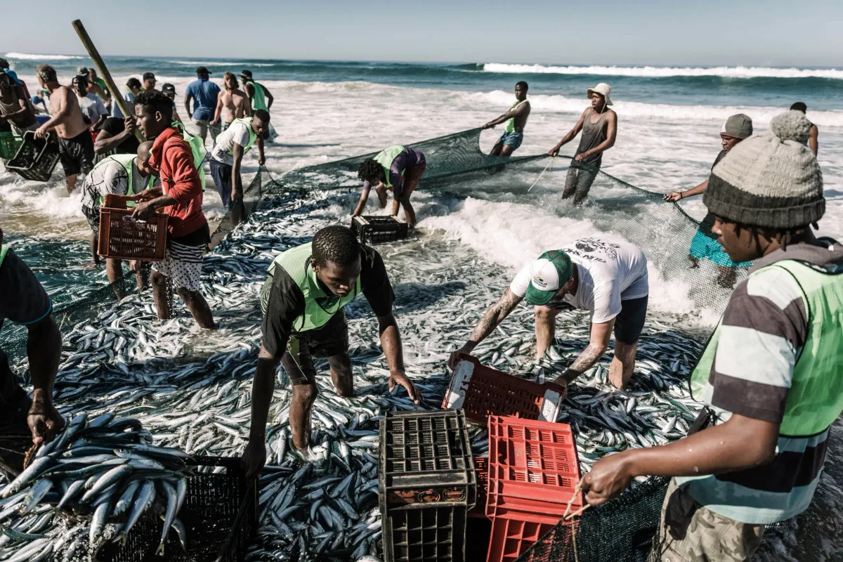Canned sardines safe to eat despite pilchard herpesvirus, authorities say