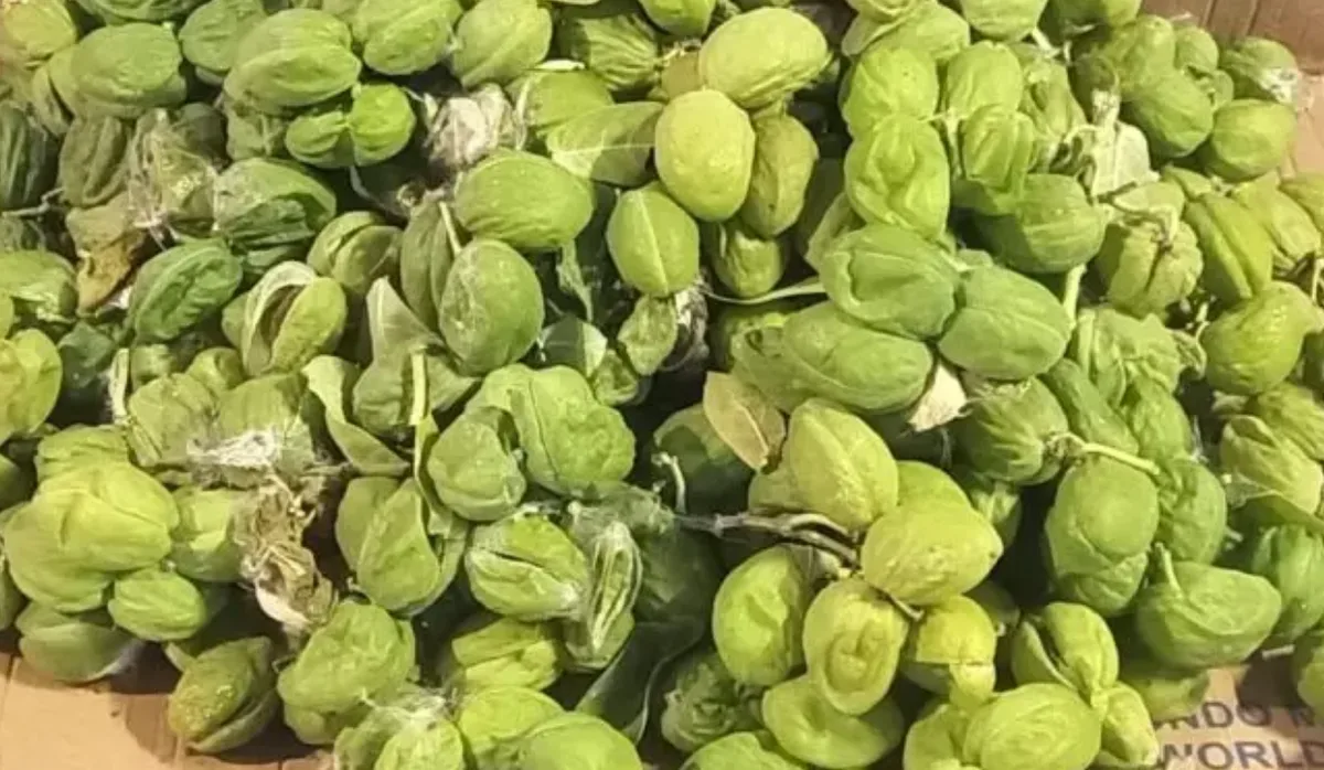 Pesquisadores da Ufes testam fibra natural capaz de retirar óleo da água