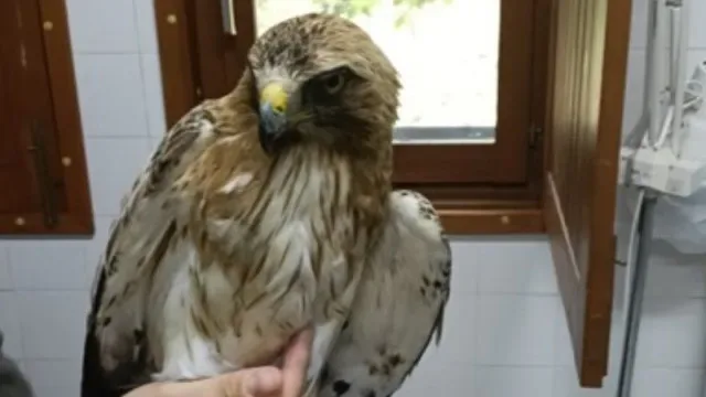 GNR recolhe águia "encontrada debilitada por cidadão" em Gouveia