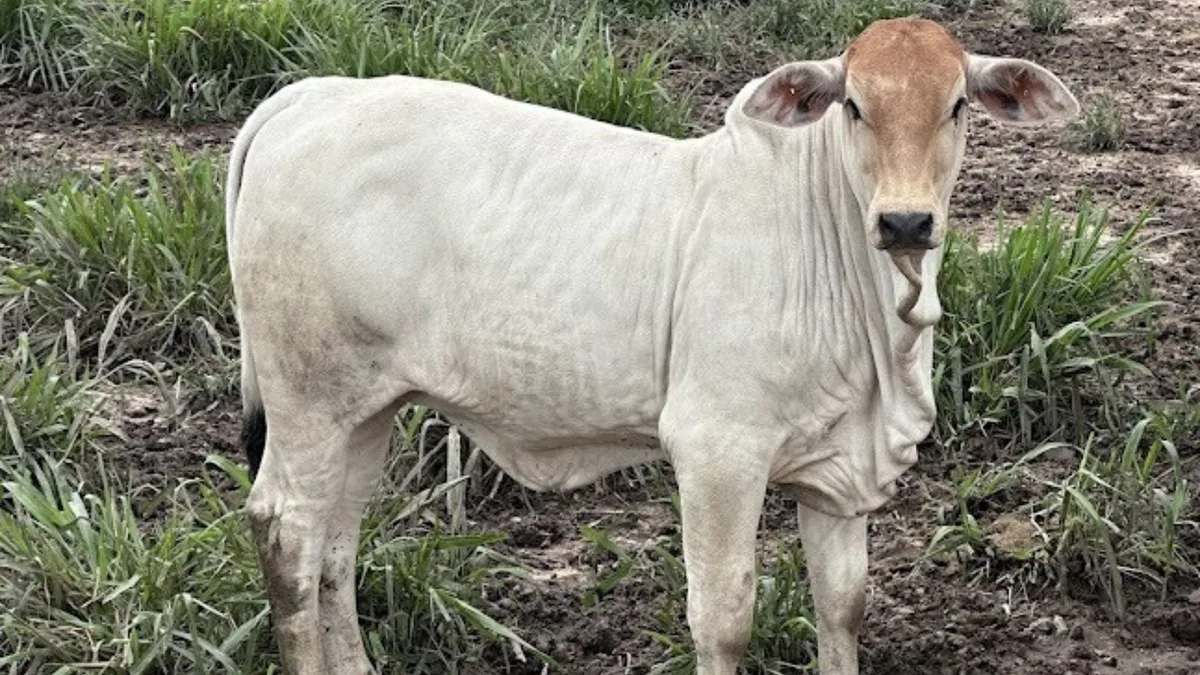 Preço do bezerro dispara quase 10% em 2026 e supera alta do boi gordo