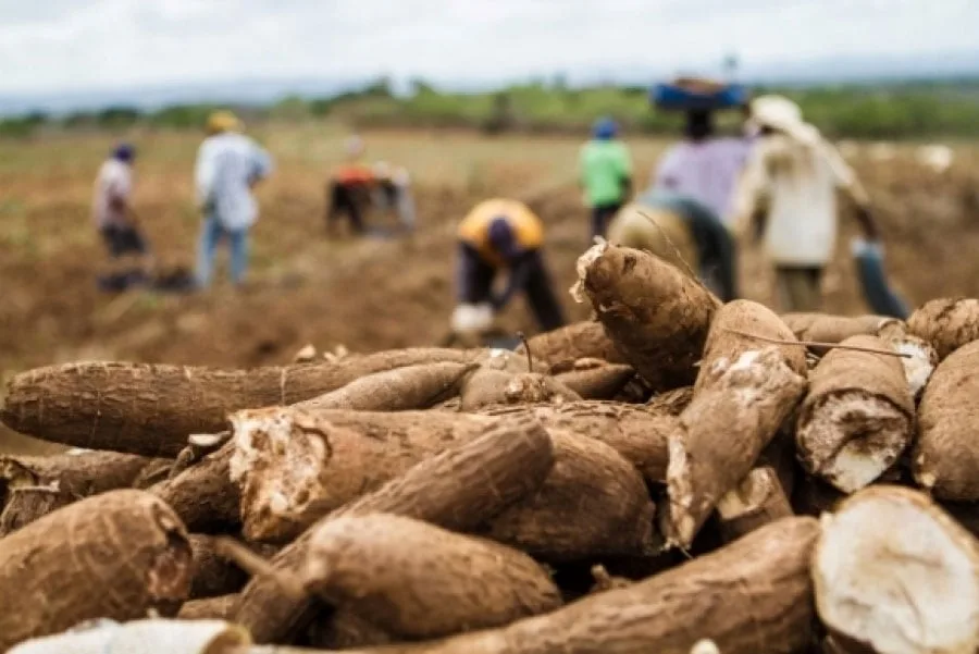 Produção de mandioca cai 36,5% em dez anos em 3 cidades do Acre