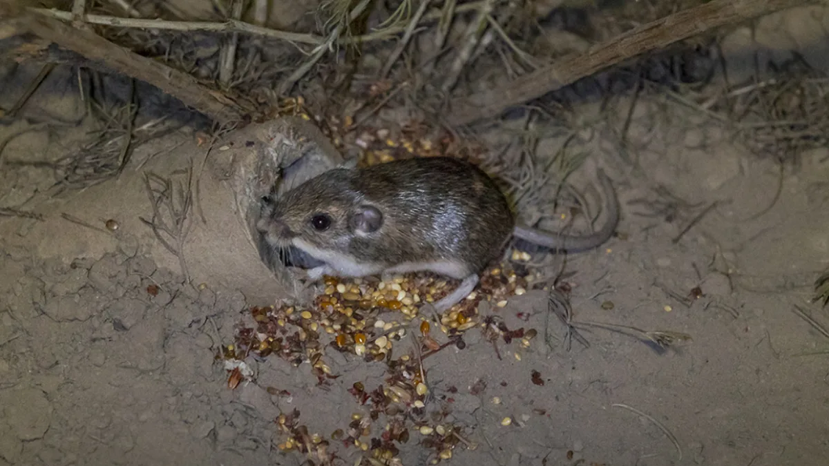 In 1993, California's pocket mouse was rediscovered; 33 years later, 530+ have been reintroduced