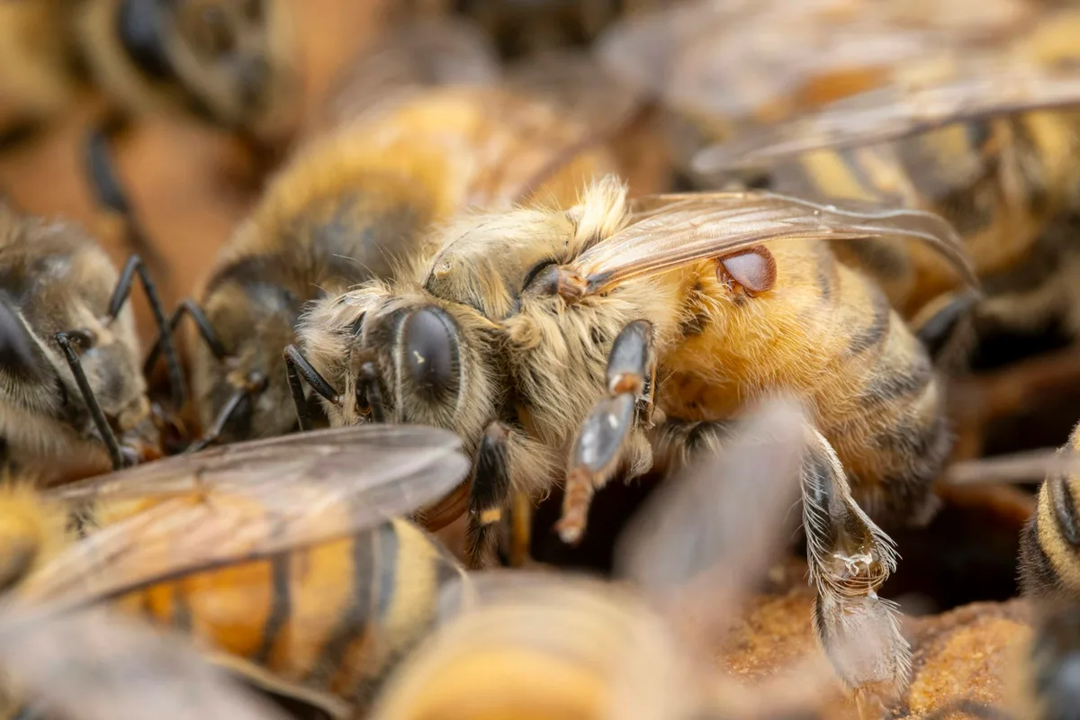 Australian beekeepers can’t tackle Varroa mite alone. Here’s how we can help