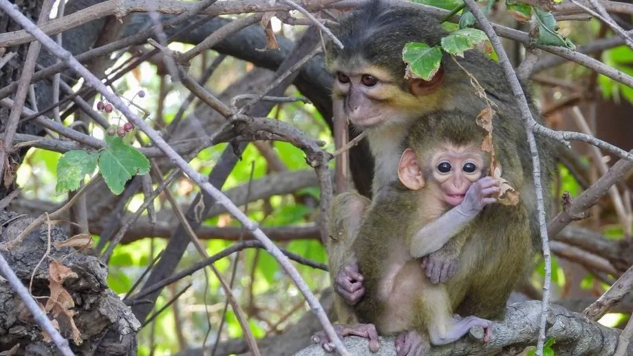 Cette espèce de singe est la plus petite du continent africain : un jeune mâle vient de naître à la réserve de Sigean