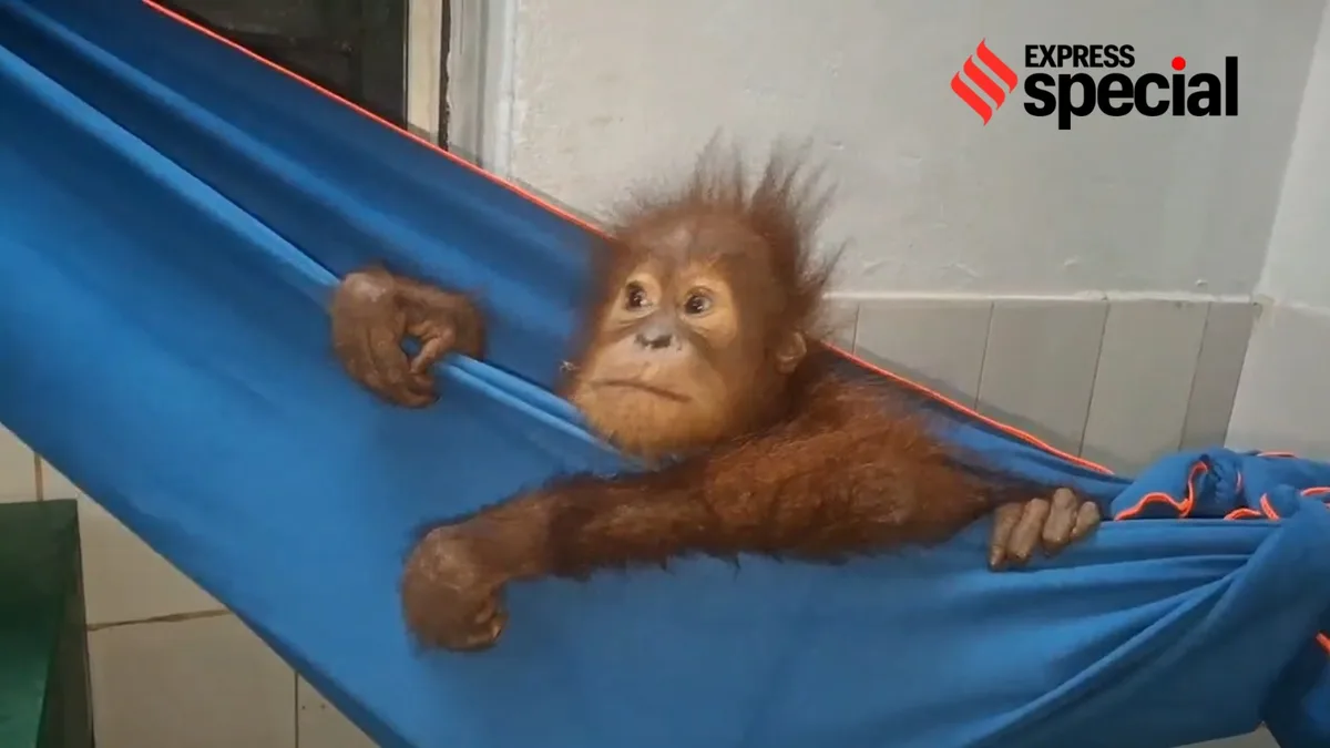 As India probes origin of 5 baby orangutans, Indonesia prepares ground for repatriation