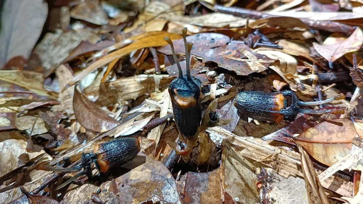 Encuentran una nueva “flor del diablo” en Tailandia: las particulares razones detrás de su nombre