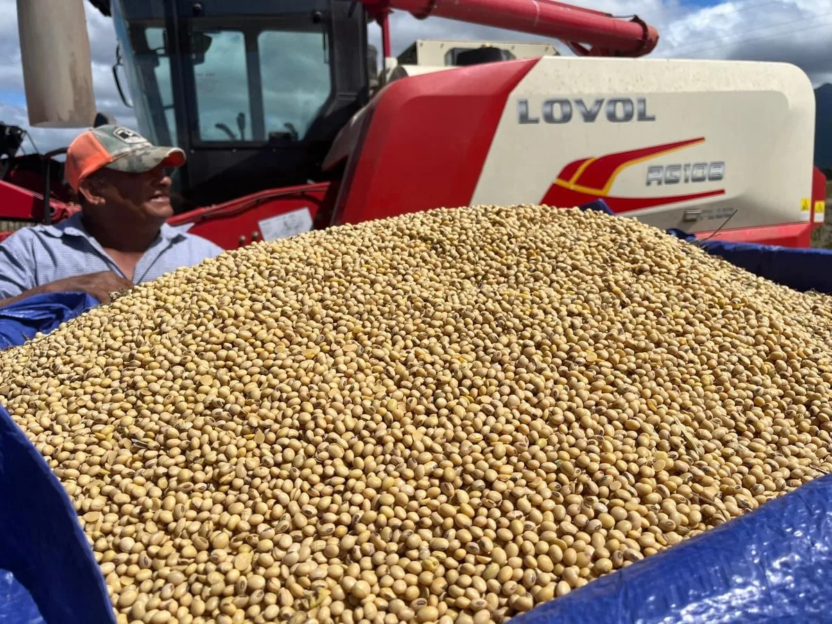 Honduras analiza producir soya a gran escala para sustituir importaciones
