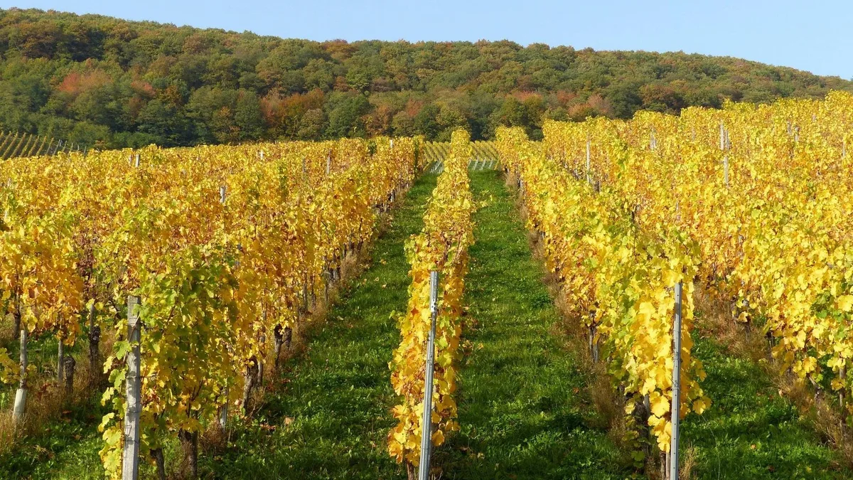 Weniger Weinabsatz - Neue Hilfen für Winzer im Südwesten