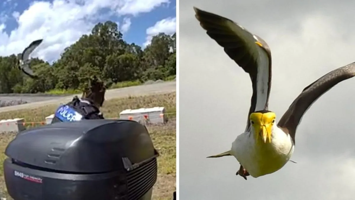 Plover swoops Qld police officer during roadside breath test in Woree